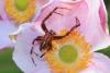 Araneus diadematus
